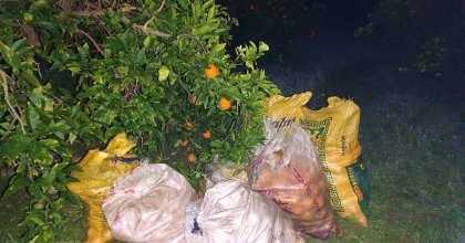 BAHÇEDEN 350 KİLO PORTAKAL ÇALARKEN YAKALANDI