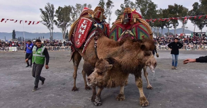 BAŞKAN KAYA'DAN YILIN İLK DEVE GÜREŞİNE DAVET