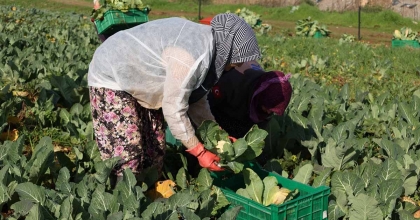 EFELER BELEDİYESİ'NİN KARNABAHARLARI HASAT EDİLDİ