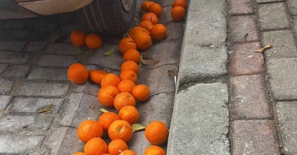 EFELER'İN SİMGESİ TURUNÇLAR ÇÜRÜMEYE TERK EDİLDİ