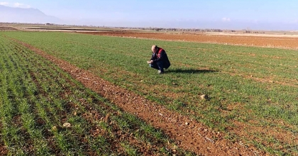 TARIM ARAZİLERİNDE HASTALIK VE ZARARLI KONTROLLERİ YAPILDI