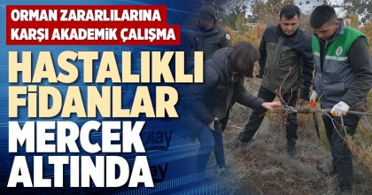 HASTALIKLI FİDANLAR MERCEK ALTINDA