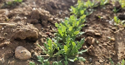 HUBUBAT VE HAŞHAŞ EKİLİ ALANLARDA KONTROLLER DEVAM EDİYOR