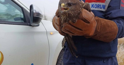 YARALI HALDE BULUNAN KIZIL ŞAHİN KORUMA ALTINA ALINDI
