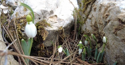 KARDELENLER KAR YOKKEN ÇİÇEK AÇTI