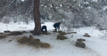 KÜTAHYA DKMP'DEN YABAN HAYVANLARINA YÖNELİK YEMLEME ÇALIŞMASI