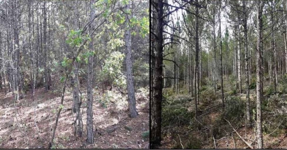 KÜTAHYA ORMANLARINDA BAKIM VE GENÇLEŞTİRME ÇALIŞMALARI