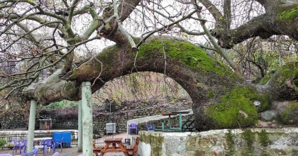 MANİSA’DA 2 BİN YILLIK ÇINAR AĞACI ZİYARETÇİ AKININA UĞRUYOR