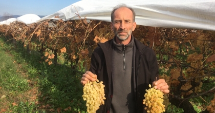 MANİSA'DA 6 AYDIR ÜZÜM HASADI DEVAM EDİYOR
