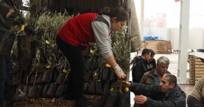 MUĞLA’DA 20 BİN ZEYTİN FİDANI TOPRAKLA BULUŞTU