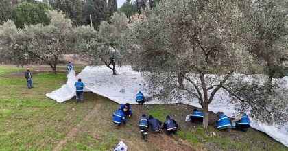 NAZİLLİ BELEDİYESİ’NDEN ZEYTİN HASADI