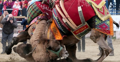 SARAYKÖY'DE 38. KEZ DEVE GÜREŞİ YAPILDI