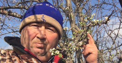 SARIGÖL'DE ERİK AĞACI ÇİÇEK AÇTI