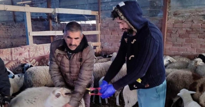 SÖKE’DE KÜÇÜKBAŞ HAYVANLARIN AŞILANMASI DEVAM EDİYOR