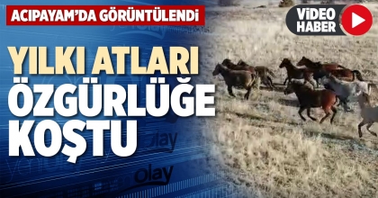 YILKI ATLARI ÖZGÜRLÜĞE KOŞTU