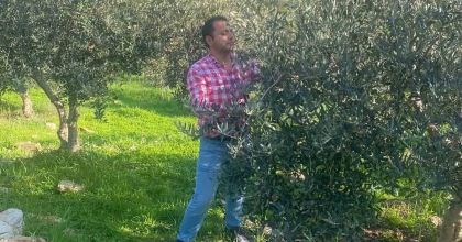 ZEYTİN BAHÇELERİNDE ZARARLI KONTROLÜ YAPILDI