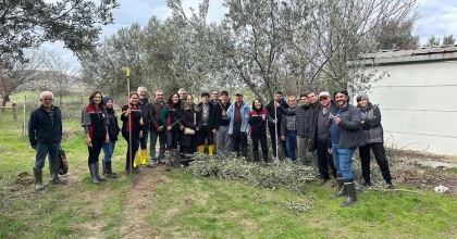 ZEYTİNDE DAHA FAZLA VERİM İÇİN BUDAMA KURSU