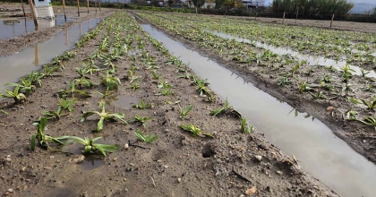 ZİRAAT FAKÜLTESİ’NDEN “SALEP’ ATAĞI