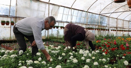 10 YILDA 26 MİLYON SÜS BİTKİSİ ÜRETİLDİ