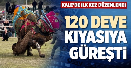 120 DEVE KIYASIYA GÜREŞTİ