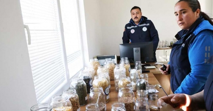 2 MİLYON ATA TOHUMU DAĞITIMI BAŞLADI