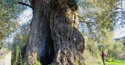 AYDIN’DA ÖLMEZ AĞAÇ KONUŞULDU