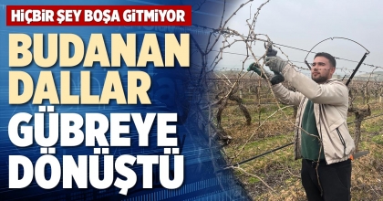 BUDANAN DALLAR GÜBREYE DÖNÜŞTÜ