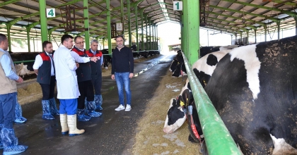 BÜYÜKBAŞLAR İÇİN ŞAP AŞILAMALARI BAŞLADI