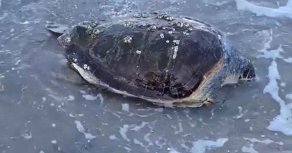 BODRUM'DA DENİZ KAPLUMBAĞASI KIYIYA VURDU
