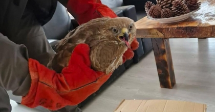 DENİZLİ'DE YARALI BULUNAN DOĞAN TEDAVİYE ALINDI