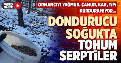 DONDURUCU SOĞUKTA TOHUM SERPTİLER