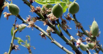 DATÇA'DA MEVSİMİN İLK ÇAĞLASI ÇIKTI