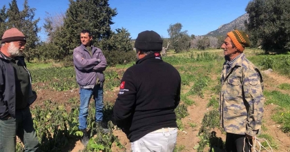 DATÇA'DA ZİRAİ DON ÜRETİCİYİ ETKİLEDİ