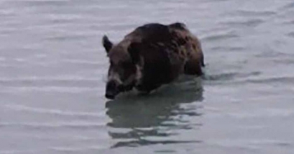DENİZDEN YÜZEREK ÇIKAN YABAN DOMUZU ŞAŞIRTTI