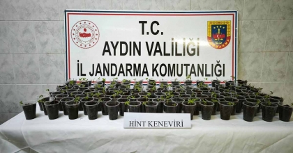 DİDİM'DE 130 ADET SAKSIYA EKİLMİŞ HİNT KENEVİRİ ELE GEÇİRİLDİ