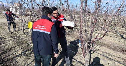 EKİLİ ALANLARDA HASTALIK VE ZARARLILARIN TAKİBİ DEVAM EDİYOR