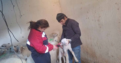 EVCİLER’DE KÜÇÜKBAŞ HAYVANLARA YÖNELİK AŞILAMA