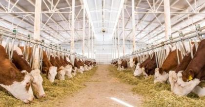 HAYVANCILIĞA DESTEK PROJESİNİN BAŞVURULARI BAŞLADI