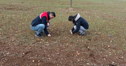 HUBUBAT EKİLİ ALANLARDA BİTKİ KONTROLLERİ DEVAM EDİYOR