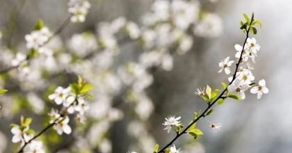 İLK CEMRE HAVAYA DÜŞTÜ