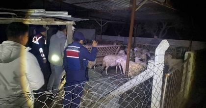 JANDARMA EKİPLERİ KAYIP HAYVANLARI BULARAK SAHİBİNE TESLİM ETTİ