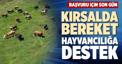 KIRSALDA BEREKET HAYVANCILIĞA DESTEK 