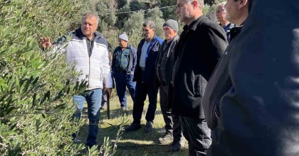 KÖYCEĞİZ'DE ZEYTİNDE UYGULAMALI BUDAMA EĞİTİMİ VERİLDİ