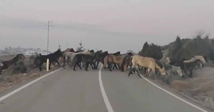 ASFALTA ÇIKAN YABANİ ATLAR CEP TELEFONU İLE GÖRÜNTÜLENDİ