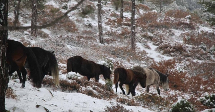 KÜTAHYA'DA YABAN ATLARI DRON İLE GÖRÜNTÜLENDİ