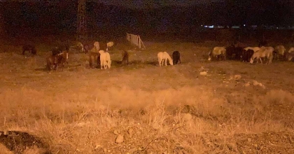 KÜTAHYA'DA YILKI ATLARI ŞEHİR MERKEZİNE İNDİ