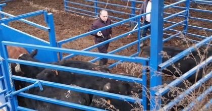 KUYUCAK'TA BESİLİK HAYVAN DENETİMİ VE ŞAP AŞILAMASI