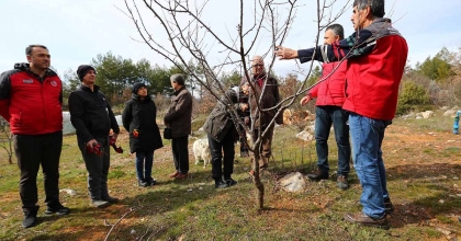 MUĞLA'DA ÜRETİCİLERE MEYVE AĞAÇLARINDA BUDAMA EĞİTİMİ VERİLDİ