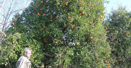 NARENCİYE DALINDA KALDI