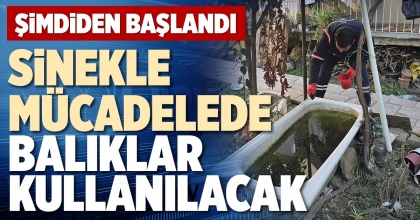 SİNEKLE MÜCADELEDE BALIKLAR KULLANILACAK